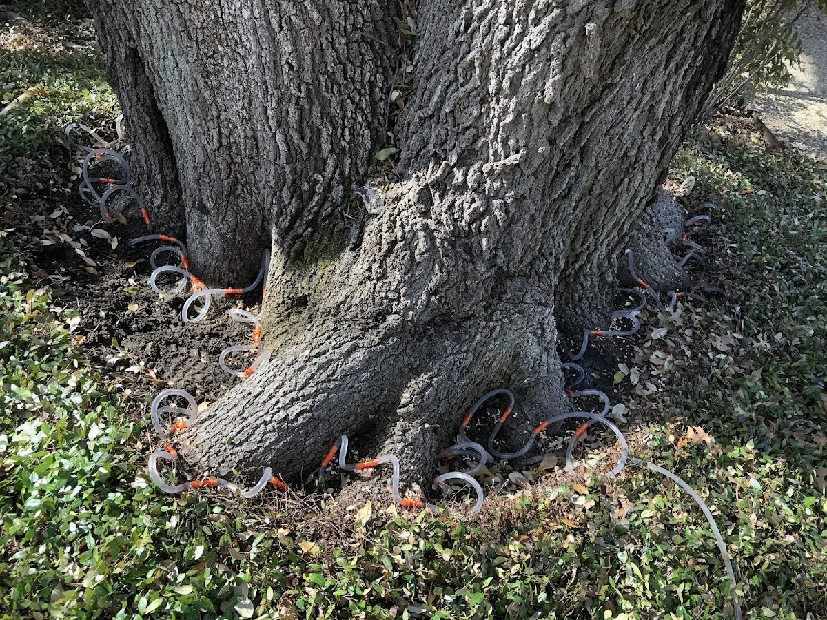 Detailed Tree Cabling and Bracing job site in Galion